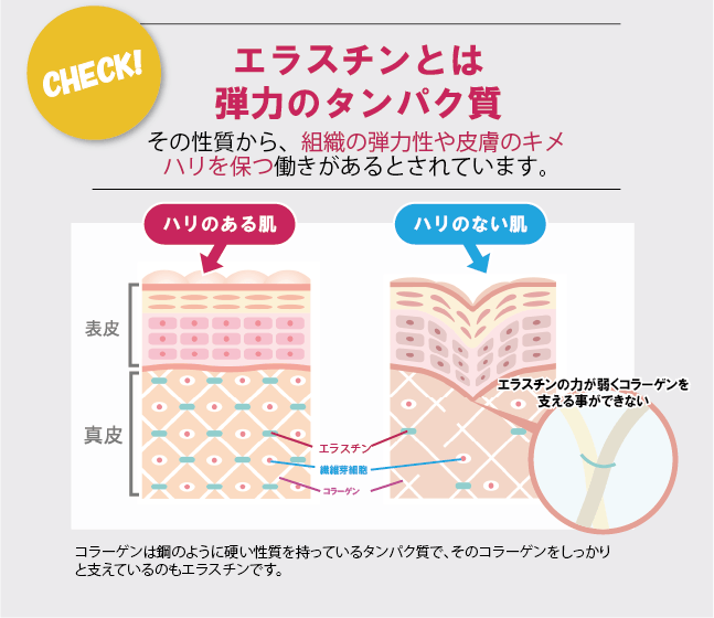 エラスチンとは？