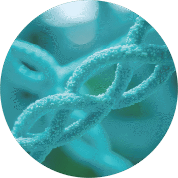 エラスチン研究