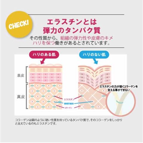 スーパーエラスチン PLUS - 画像 (2)