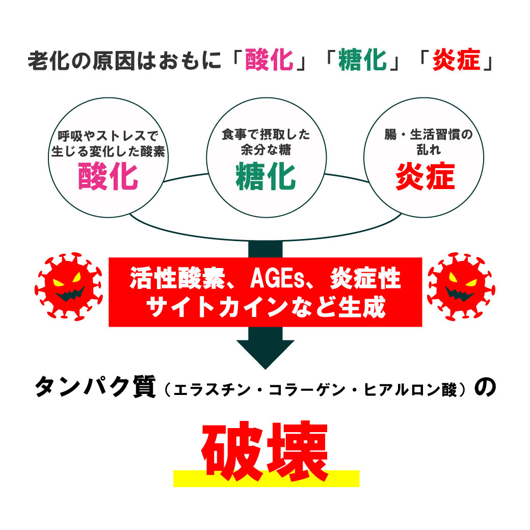 スーパーバイオW