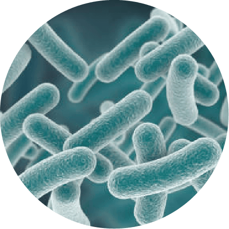 乳酸菌G50(Biomax G50)